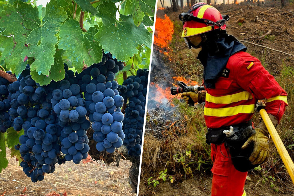 La ola de incendios forestales de Ourense está amenazando uno de sus grandes iconos: la industria del vino